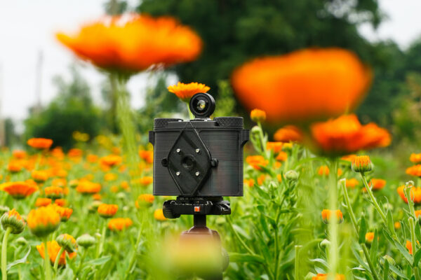 120 film pinhole camera in calendula field