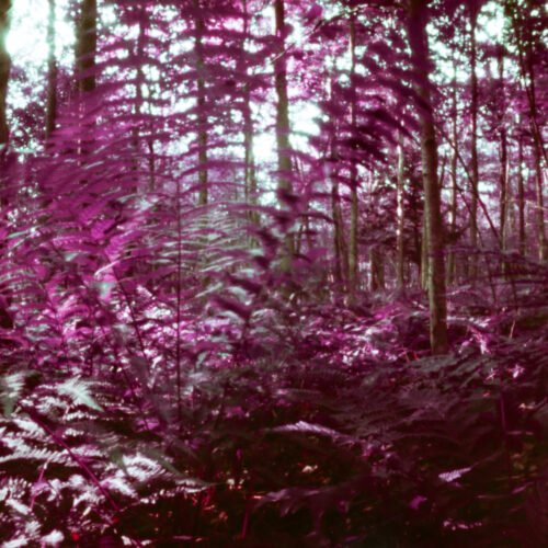 Pinhole Tip - Alter Reality - LomoChrome Purple